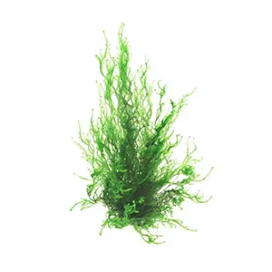 Dennerle Taxiphyllum spec. Flammenmoos In-Vitro Dennerle Taxiphyllum spec. Flammenmoos In-Vitro