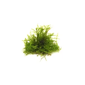 Dennerle Vesicularia ferriei In-Vitro Dennerle Vesicularia ferriei In-Vitro