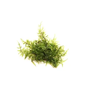 Dennerle Vesicularia montagnei In-Vitro Dennerle Vesicularia montagnei In-Vitro