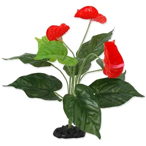 Rostlina REPTI PLANET kvetoucí Anthurium 40 cm Rostlina REPTI PLANET kvetoucí Anthurium 40 cm