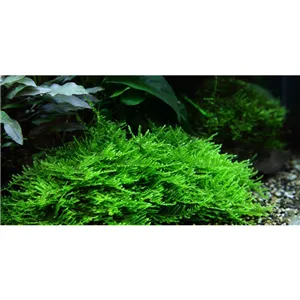 Tropica Taxiphyllum 'Spiky' 1-2 Grow! Tropica Taxiphyllum 'Spiky' 1-2 Grow!