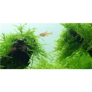 Tropica Taxiphyllum barbieri 1-2 Grow! Tropica Taxiphyllum barbieri 1-2 Grow!