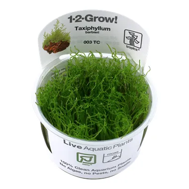 Tropica Taxiphyllum barbieri 1-2 Grow!