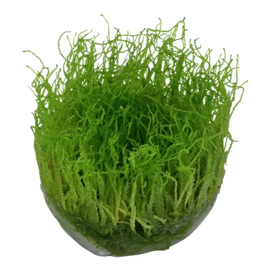 Tropica Taxiphyllum barbieri 1-2 Grow!