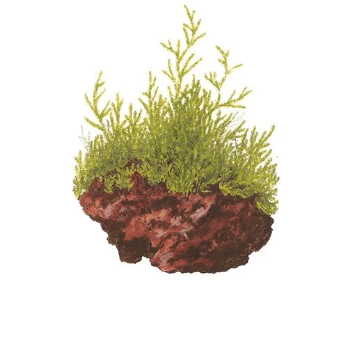 Tropica Taxiphyllum barbieri 1-2 Grow!