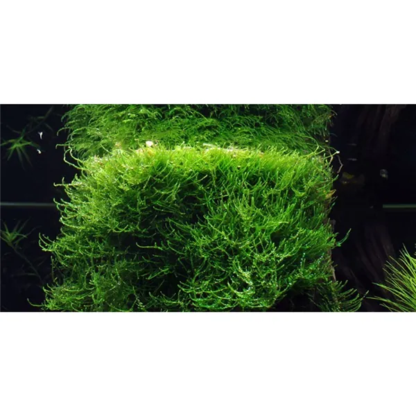 Tropica Taxiphyllum barbieri 1-2 Grow!