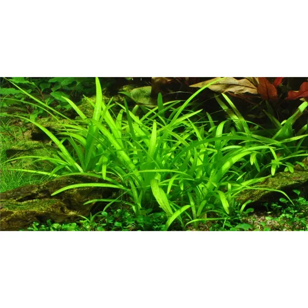 Tropica Sagittaria subulata In-Vitro 1-2 Grow!