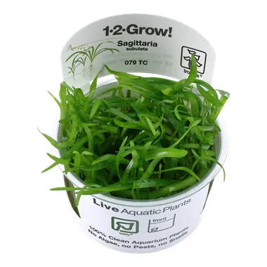 Tropica Sagittaria subulata In-Vitro 1-2 Grow!