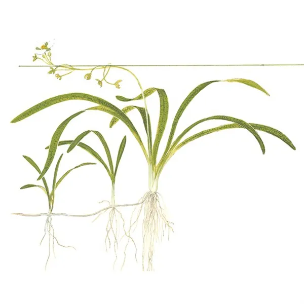 Tropica Sagittaria subulata In-Vitro 1-2 Grow!