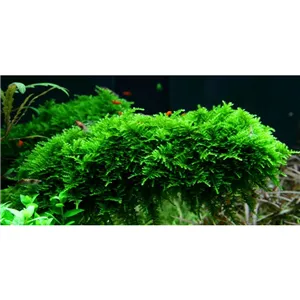 Tropica Vesicularia dubyana 'Christmas' 1-2 Grow! Tropica Vesicularia dubyana 'Christmas' 1-2 Grow!