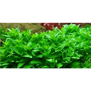 Tropica Staurogyne repens 1-2-Grow! Tropica Staurogyne repens 1-2-Grow!