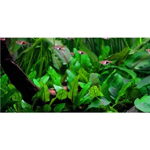 Tropica Cryptocoryne wendtii 'Green' 1-2 Grow! Tropica Cryptocoryne wendtii 'Green' 1-2 Grow!