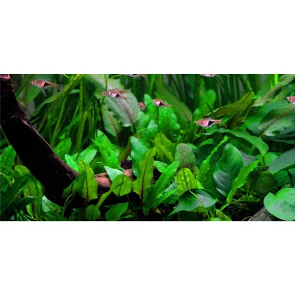 Tropica Cryptocoryne wendtii 