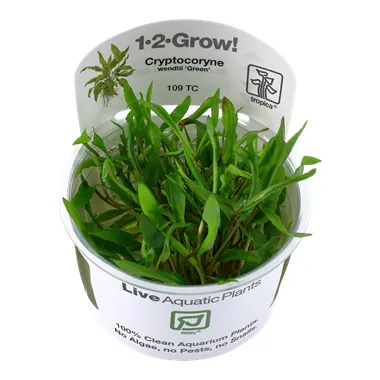 Tropica Cryptocoryne wendtii 