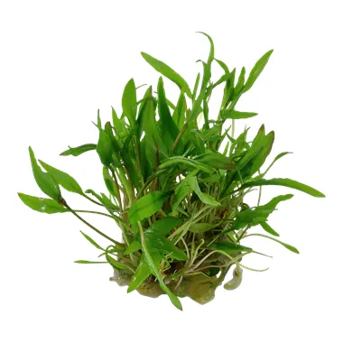 Tropica Cryptocoryne wendtii 