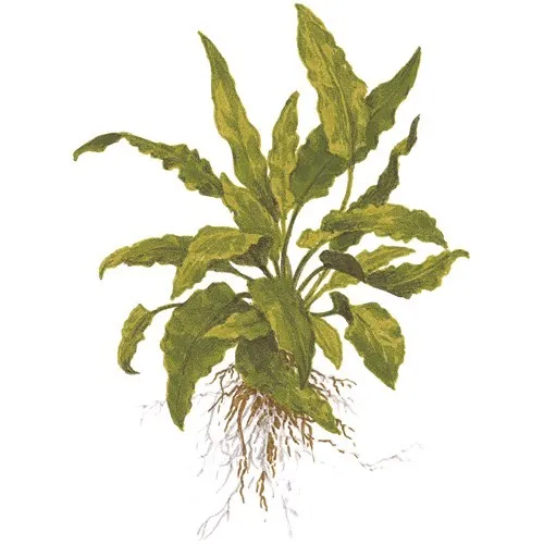 Tropica Cryptocoryne wendtii 