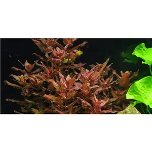 Tropica Rotala macrandra 1-2 Grow! Tropica Rotala macrandra 1-2 Grow!