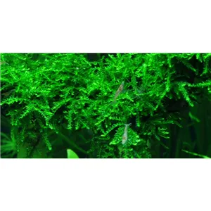 Tropica Vesicularia ferriei "Weeping" 1-2 Grow! Tropica Vesicularia ferriei "Weeping" 1-2 Grow!