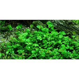 Tropica Marsilea hirsuta 1-2 Grow! Tropica Marsilea hirsuta 1-2 Grow!
