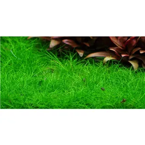 Tropica Eleocharis pusilla 1-2 Grow! Tropica Eleocharis pusilla 1-2 Grow!