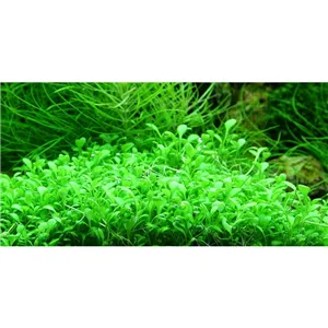 Tropica Glossostigma elatinoides 1-2 Grow! Tropica Glossostigma elatinoides 1-2 Grow!