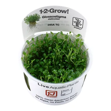 Tropica Glossostigma elatinoides 1-2 Grow!