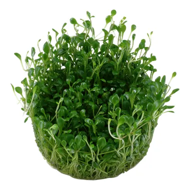 Tropica Glossostigma elatinoides 1-2 Grow!