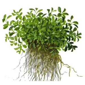 Tropica Glossostigma elatinoides 1-2 Grow!