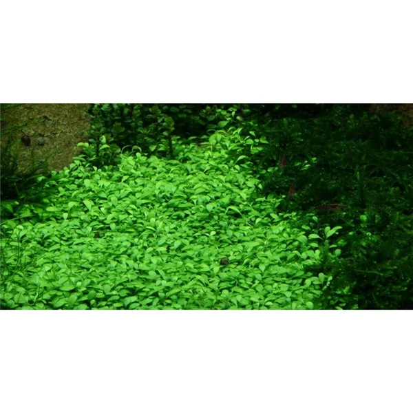 Tropica Glossostigma elatinoides 1-2 Grow!