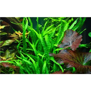 Microsorum pteropus 'Narrow' v blistru Microsorum pteropus 'Narrow' v blistru
