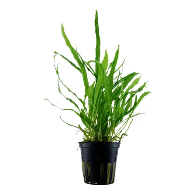 Microsorum pteropus 