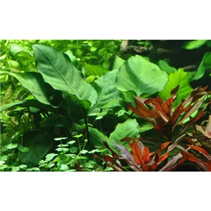 Anubias barteri caladiifolia v blistru Anubias barteri caladiifolia v blistru