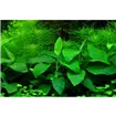 Anubias barteri var. nana v blistru Anubias barteri var. nana v blistru