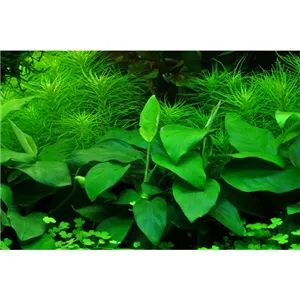 Anubias barteri var. nana v blistru Anubias barteri var. nana v blistru
