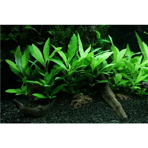 Hygrophila 'Siamensis 53B' v blistru Hygrophila 'Siamensis 53B' v blistru
