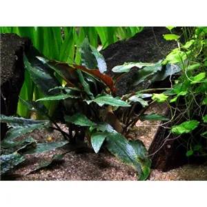 Cryptocoryne beckettii 'Petchii' v blistru Cryptocoryne beckettii 'Petchii' v blistru