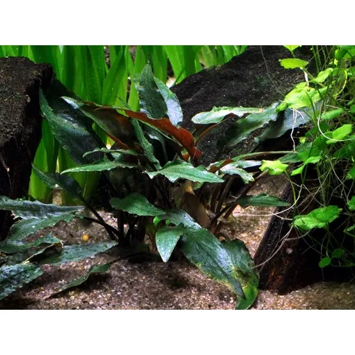 Cryptocoryne beckettii 