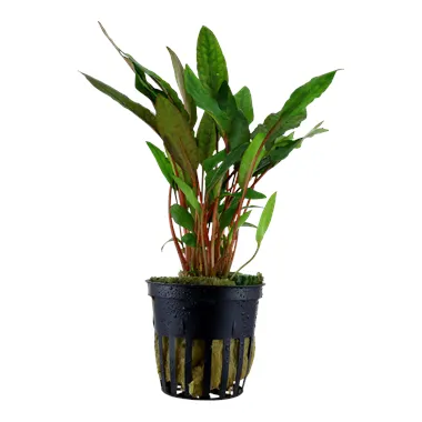 Cryptocoryne beckettii 