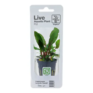 Cryptocoryne beckettii 
