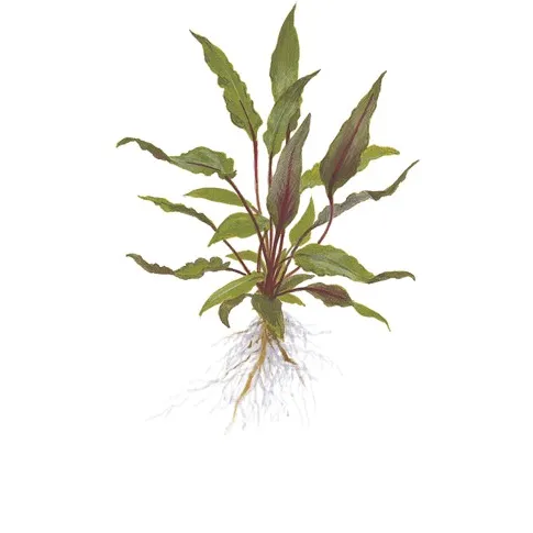 Cryptocoryne beckettii 