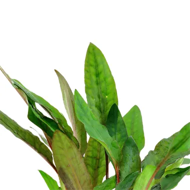 Cryptocoryne beckettii 