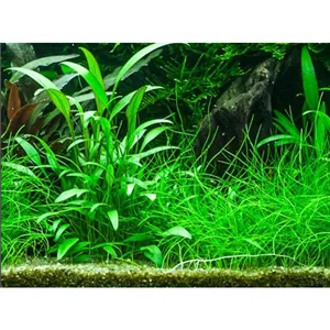 Cryptocoryne x willisii v blistru Cryptocoryne x willisii v blistru
