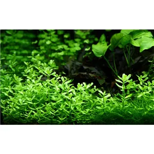 Bacopa 'Compact' v blistru Bacopa 'Compact' v blistru