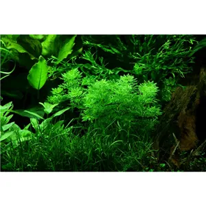 Limnophila sessiliflora v blistru Limnophila sessiliflora v blistru