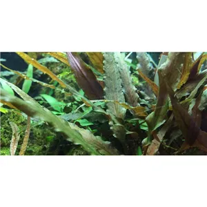 Tropica Cryptocoryne undulata 'broad leaves' 1-2 Grow! Tropica Cryptocoryne undulata 'broad leaves' 1-2 Grow!