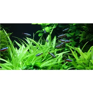 Tropica Helanthium 'Quadricostatus' 1-2-Grow! Tropica Helanthium 'Quadricostatus' 1-2-Grow!
