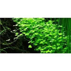 Tropica Hydrocotyle tripartita 1-2 Grow! Tropica Hydrocotyle tripartita 1-2 Grow!