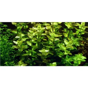 Tropica Bacopa caroliniana 1-2 Grow! Tropica Bacopa caroliniana 1-2 Grow!