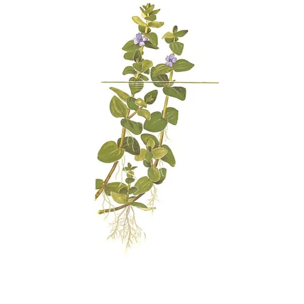 Tropica Bacopa caroliniana 1-2 Grow!