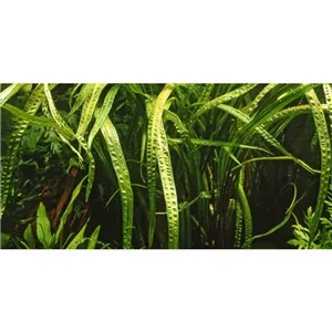 Tropica Cryptocoryne crispatula in-vitro 1-2 Grow! Tropica Cryptocoryne crispatula in-vitro 1-2 Grow!